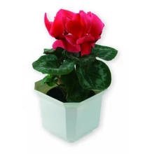 Szögletes kaspó 15x15x13 cm